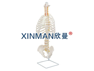 胸廓骨骼结构模型