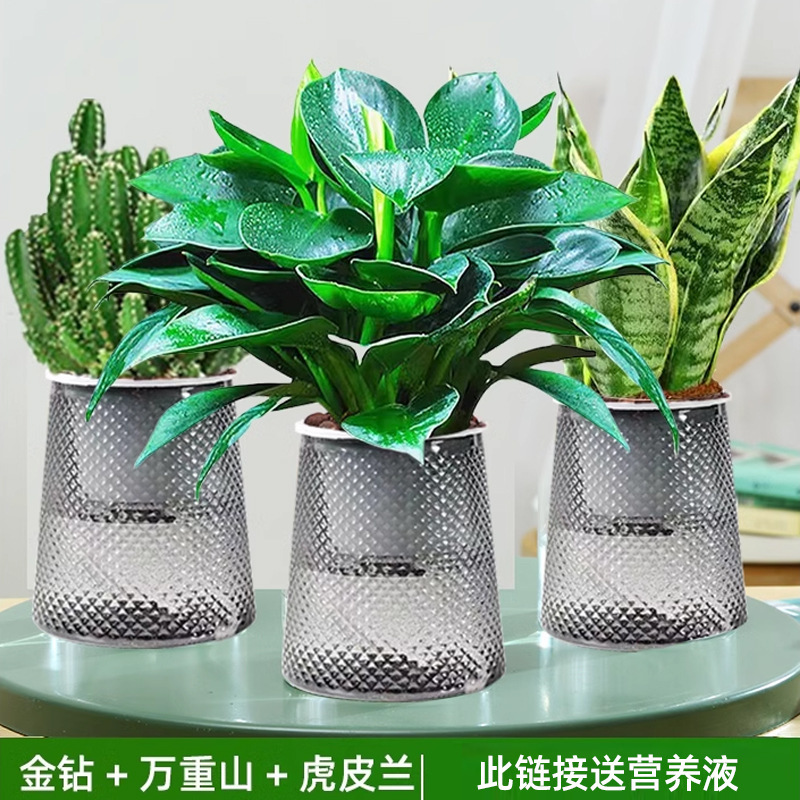 골든 다이아몬드 + 완중산 + 호랑이 난초(별 3개 분지) + 영양액 + 무료 물뿌리개