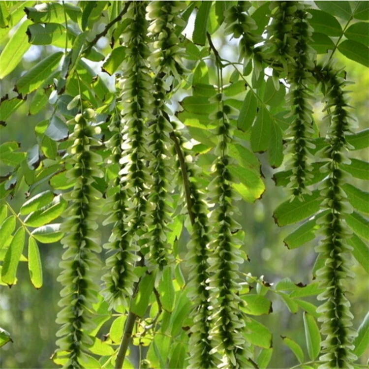 Саженцы кленового тополя база прямая партия озеленение саженцы цветной блок живая изгородь уличные деревья Большие выгодно Ласточки саженцы