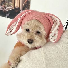 ins new cute bunny ears pet knitted hat autumn and winter warm headgear cat cute dog decoration pet