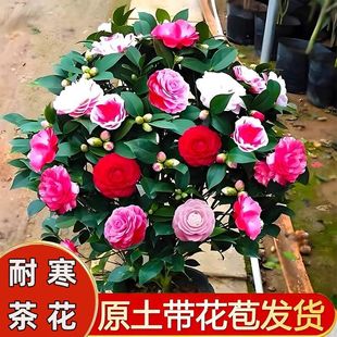 ����ɽ�軨���Ԏ�������ɫ�൤����ֲ���҃Ⱥ��B�軨�����ļ��_��