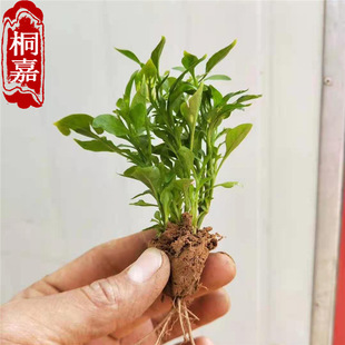 Base Straight Hair Seasonal Grass Five-Color Grass Color Leaf Grass Five-Color Grass Red Grass Green Grass Large Leaves Red Small Leaves Red Plug Seedlings
