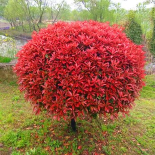 һ�����l�t�~ʯ骼t���^ľ��ɭŮؑ���;G������@��ͥԺ�G���G�h