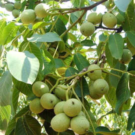 核桃基地直发批发核桃苗南北方四季地载庭院果树