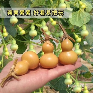 Wild Natural Small Gourd Handle Piece New Product with Faucet Hand-Twisted Wenwancao Li Jin Natural Small Gourd Wholesale