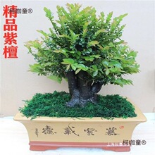 �ڹǲ��辰�䘶̴���҃���̴С�~�Gֲ���Դ�ֲ̨���̴ľ����̫��