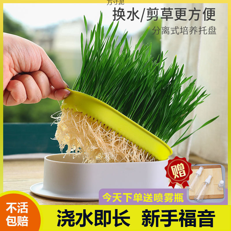 Cat Wheat Seeds Hydroponic Box Potted Ready-To-Eat Hair Ball Tablets Lazy Catnip Snacks Cat Supplies Factory