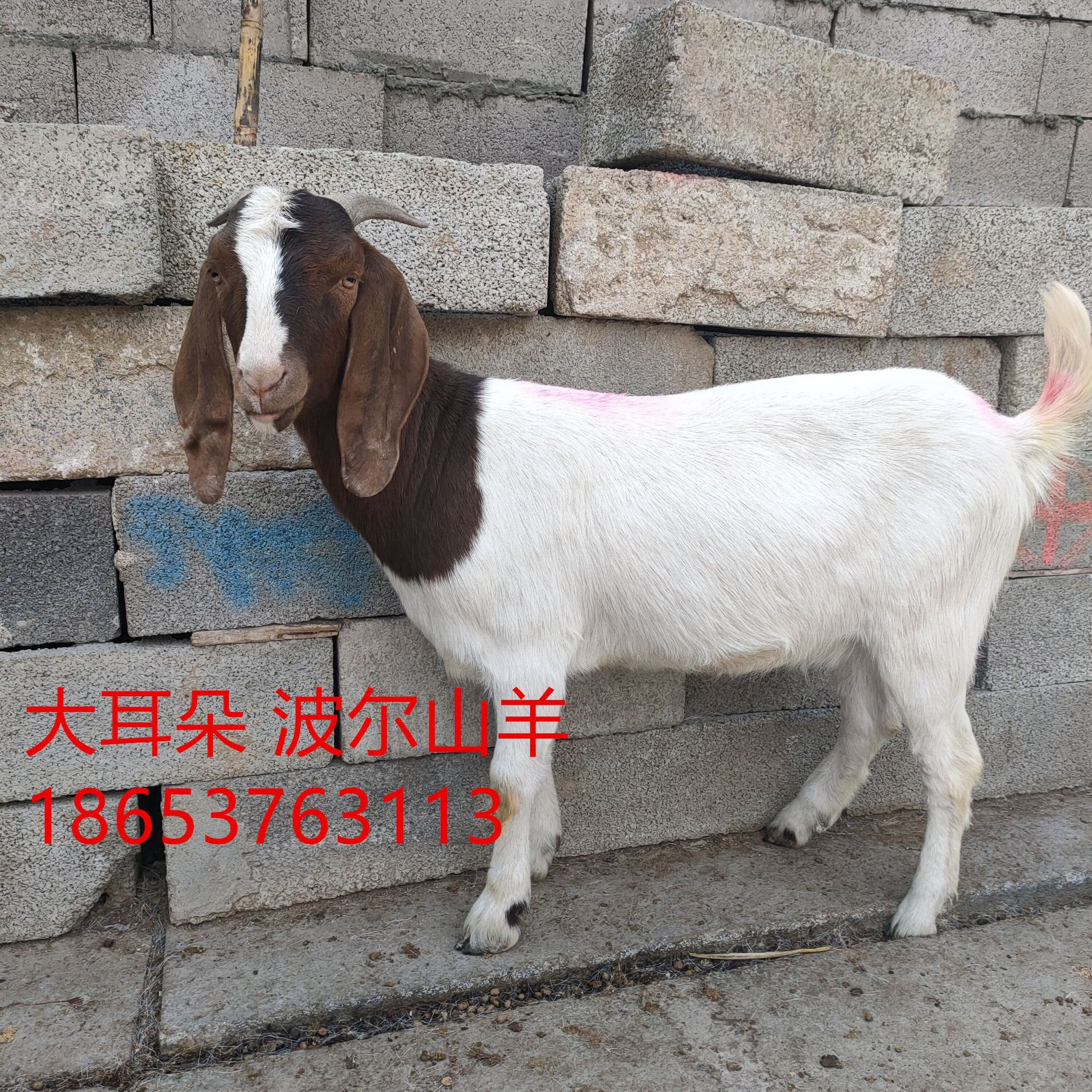 波尔山羊图片羊羔,农村,八个月(第11页)_大山谷图库