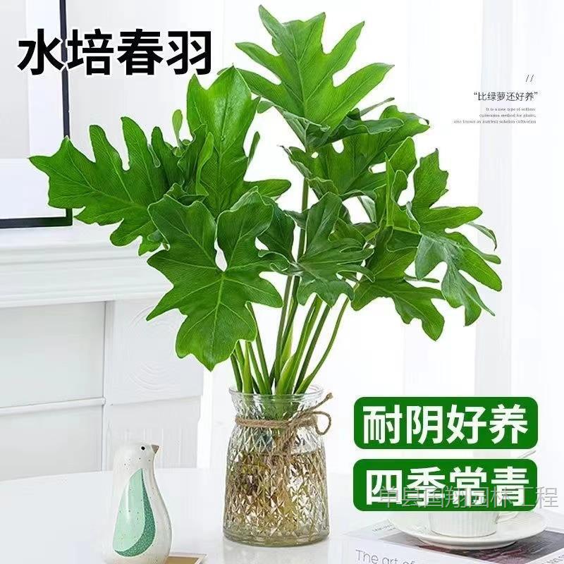 Spring Rain Spring Feather Potted Hydroponic Plant Office Desktop Formaldehyde Absorbing Air Purifying Monstera Water Grown Green Plant