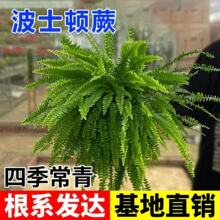 ާ�ʿ�Dާ�Iާ����ֲ���ļ������F��ާ�҃��쾰��ꎾGֲ����
