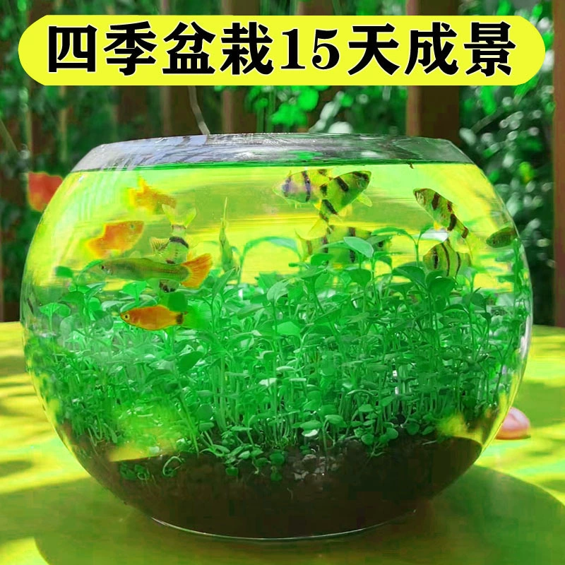 Специальный экологический стеклянный аквариум для рыб маленький черепаха аквариум с семенами водорослей растительные растения настоящая трава ландшафтная столешница для гостиной дома