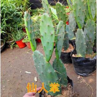 Yellow Thorn Cactus Potted Seedlings Grafted Crab Claw Orchid Blooming Arrow Lotus Seedlings Edible Rice Bonta Succulent Plants