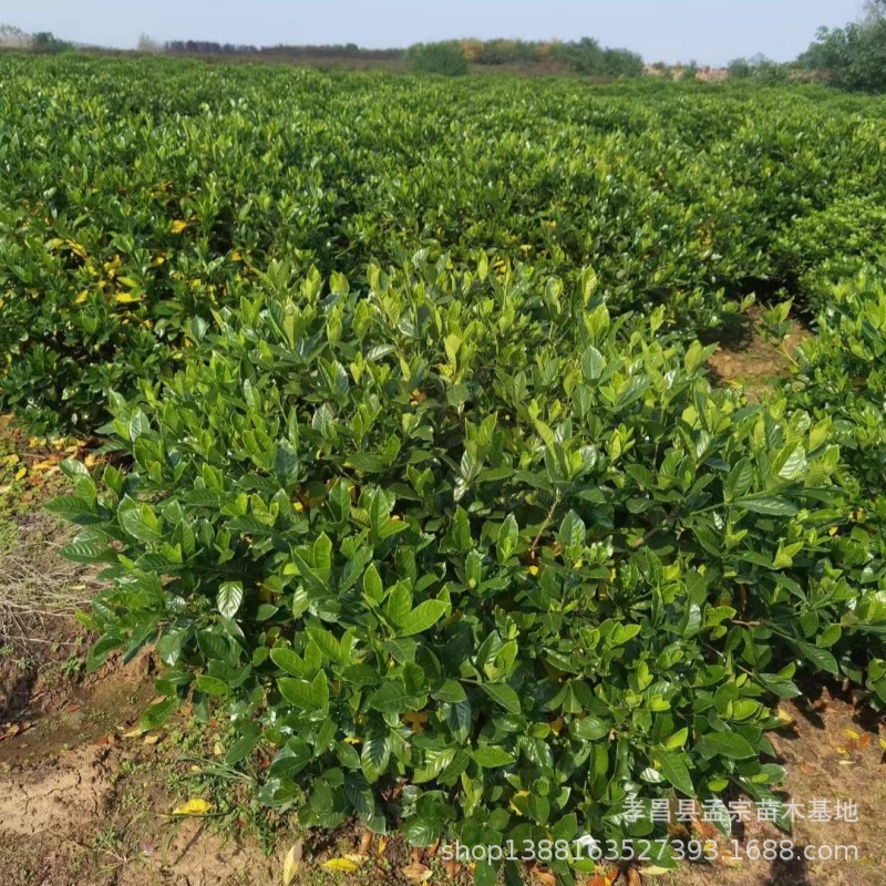 362f3e16012aff17f549f2d68d398e