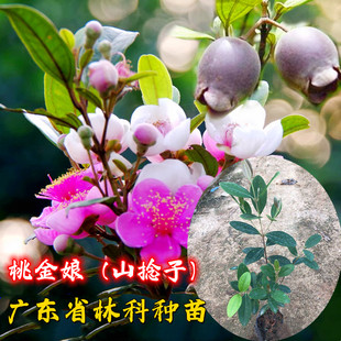 Mistletoe Saplings, Twisted Fruit Saplings, Mountain Dogwood Saplings, Evergreen Southern and Northern Planting Courtyard Potted Plants