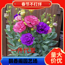 һ�����l��۹��N���ļ����N�_�����B���҃��⻨�������^�p���ܻ�