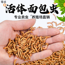 面包虫活虫黄粉虫仓鼠画眉鸟八哥宠物饲料蝎子龙鱼活体鸟粮大麦虫