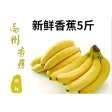 新鲜香蕉 banana5斤水果特产无催熟剂现摘米蕉粉海南芭蕉帝王米