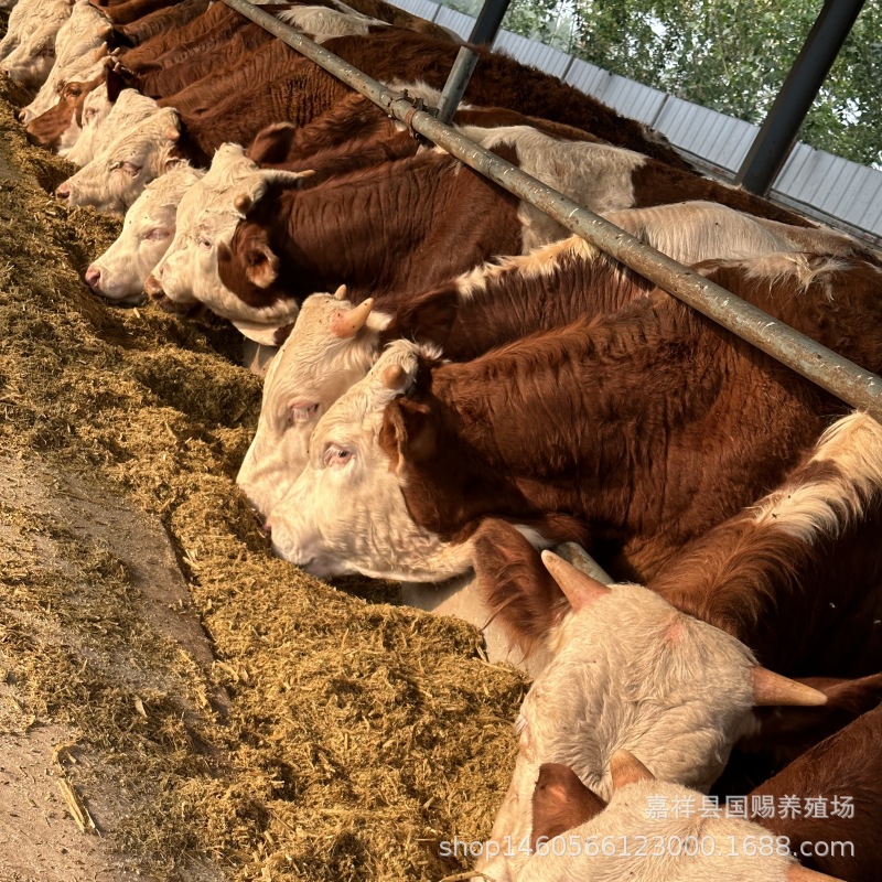 养殖肉牛 育肥小牛小母牛 养肉牛成本利润 肉牛犊价格