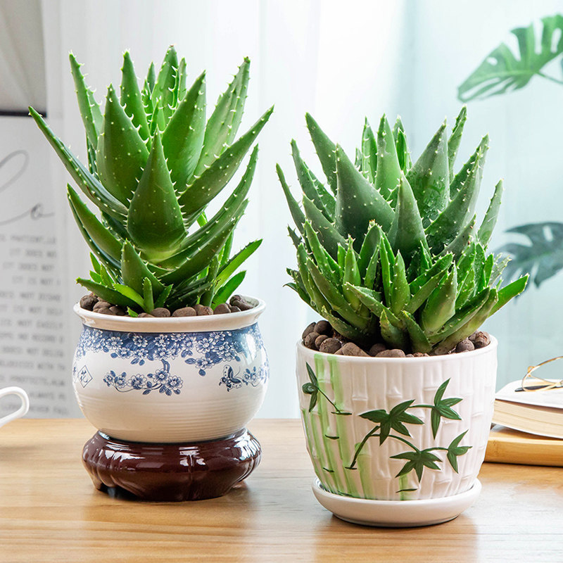 Aloe Vera Potted Plants, Indoor Office Desk Plants, Succulents That Can Be Used on the Face and Consumed, Purify the Air, Curaçao Small Green Plants