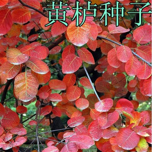 �²ɻ��N��/�S���N��/����N��/����/���~��N�� ��ľ�N�� ������