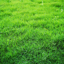 进口狗牙根巴根草草坪种子耐热护坡固土草籽耐旱耐践踏草种籽