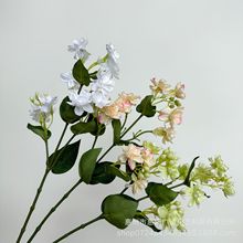 ��@�����֦���򻨶�֦�͏d�����Ƶ�廨�[����ˇ�赸�zӰ�b�