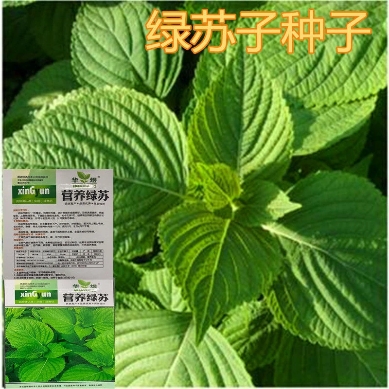 Семена семядолей периллы Северо-Восточный крупнолистовой зеленый сок семена Съедобные Лекарственные весна и осень Four Seasons овощи в горшках на балконе
