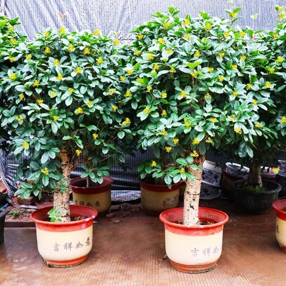 Osmanthus fragrans Old Pile Саженцы Горшечные растения Комнатные и уличные цветы Открытые в четыре сезона, чтобы кормить балкон Зеленая посадка Лавровая база