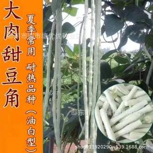 ���óԴ���Ŵ���𶹽ǷN�Ӱ��L���Ǵ����ﲥ�����L�����׷N�߲���