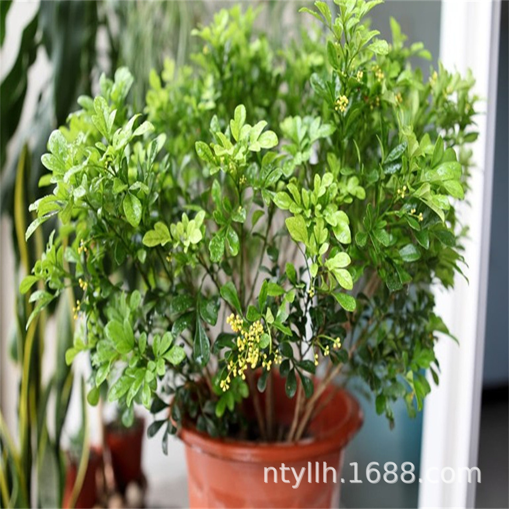 香水米兰盆栽香味浓郁的花常年很香室内植物花卉四季开花不断绿植-阿里巴巴