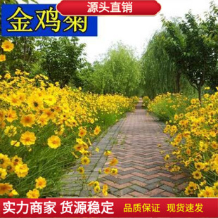 Chrysanthemum Seeds, Coneflower Seeds, Perennial Root Florals, Potted Seedlings, Landscape Greening Projects, Sea of ​​Flowers Seeds