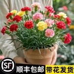 康乃馨盆栽带花苞四季花卉室内花阳台石竹观花植物好养易活大花苗
