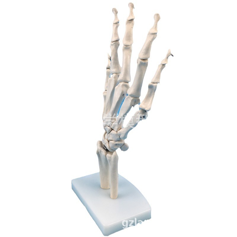 ҽѧ�����ֹؽ�ģ���ֹǳ߹����ģ����������������