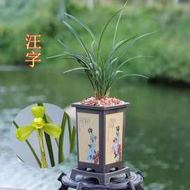 宋梅春兰正宗兰草老种兰花苗老八种正品原生集圆龙字汪字万字