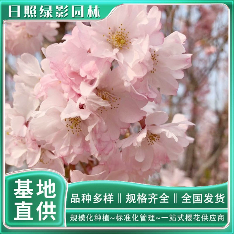 Сколько стоит саженец вишневого дерева по ту сторону восьмицветка красного 2 см