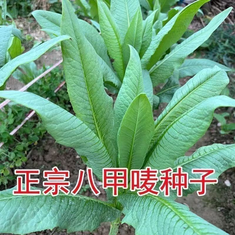 正宗阳春八甲唛菜种籽苦麦菜种甜麦菜种子四季青菜籽种苦麻菜种孑