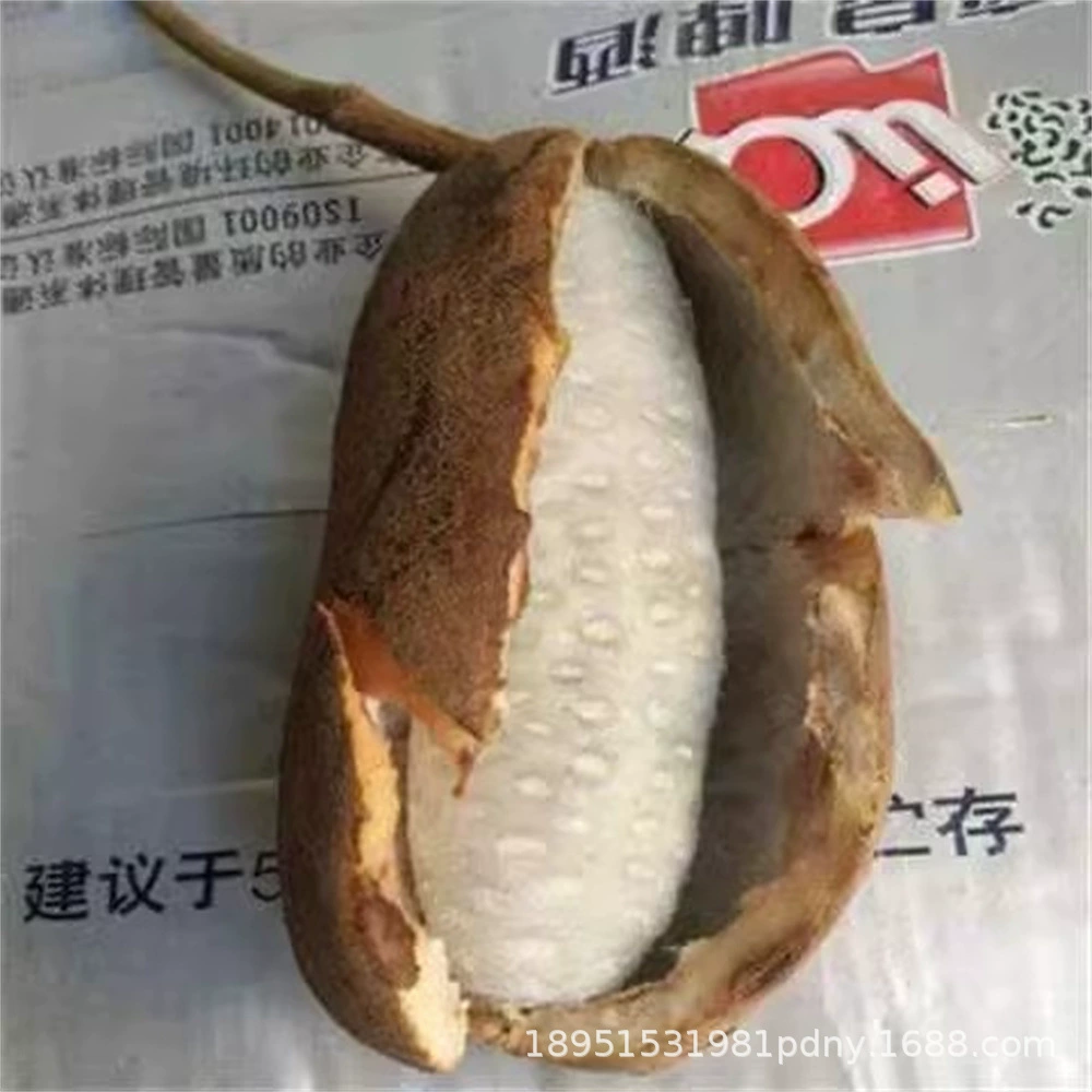 Август Без косточек Дыня Фиолетовый Три Листья Акевид Подлинная Фиолетовая Сокровище Август Жареный Пророк Корова Талия Август Жареный Саженец