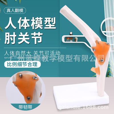 joint function Model human body Elbow Skeleton Model joint Skeleton specimen human body Elbow Model