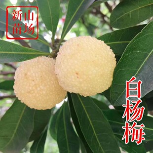 ���ח�÷���硿��ɳ��ɽ�ז|����÷���ݶ���ˮ���ח�÷����