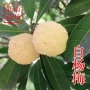 上虞白沙东魁水晶白树苗