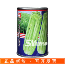 卡其四季西芹种子抗病高产纤维少春秋季大田蔬菜抽苔晚SG黄嫩西芹