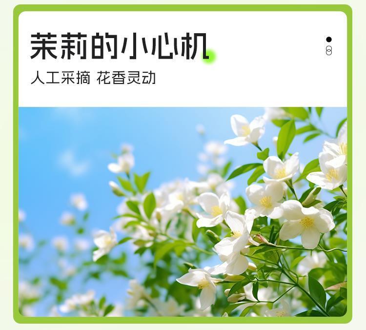 Green Grape Jasmine Green Tea Fruity Cold Brew Tea Bags Sugar Free 3g x 20 Pyramid Bags quality and texture