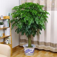 幸福树大树桩平安树客厅办公室内小树苗盆栽大型绿植物好养活四季