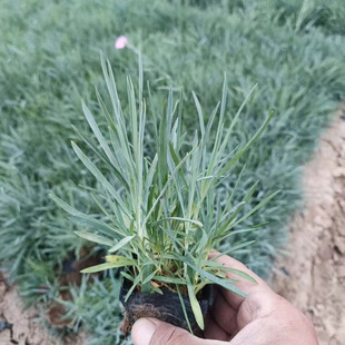 Wholesale of Periwinkle, Qingzhou Base Area Ground Cover Periwinkle, Flowers for Flower Sea Projects, Four-Season Cold-Resistant Ground Cover Grass Flowers