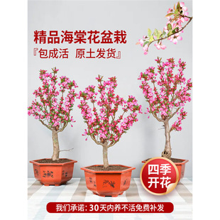 ���Ļ����Ԙ��紹�z�Ϙ��༾�_����ֲ���ذ��҃ȾGֲ�辰���B�׻�