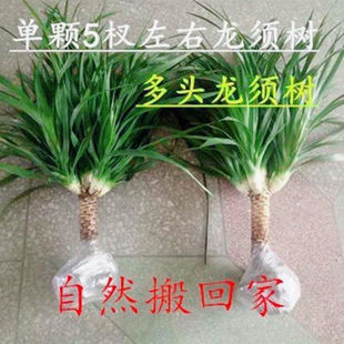 ��Ѫ����^�͏d�Gֲ���ܘ�����՚⻨�������҃��������F