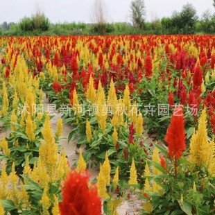 Phoenix Tail Cockscomb Flower Seeds Are Sown in All Seasons, Heat-Resistant Flower Seeds, Easy-To-Live Potted Flower Beds, Outdoor Spike-Shaped Cockscomb Flower Seeds