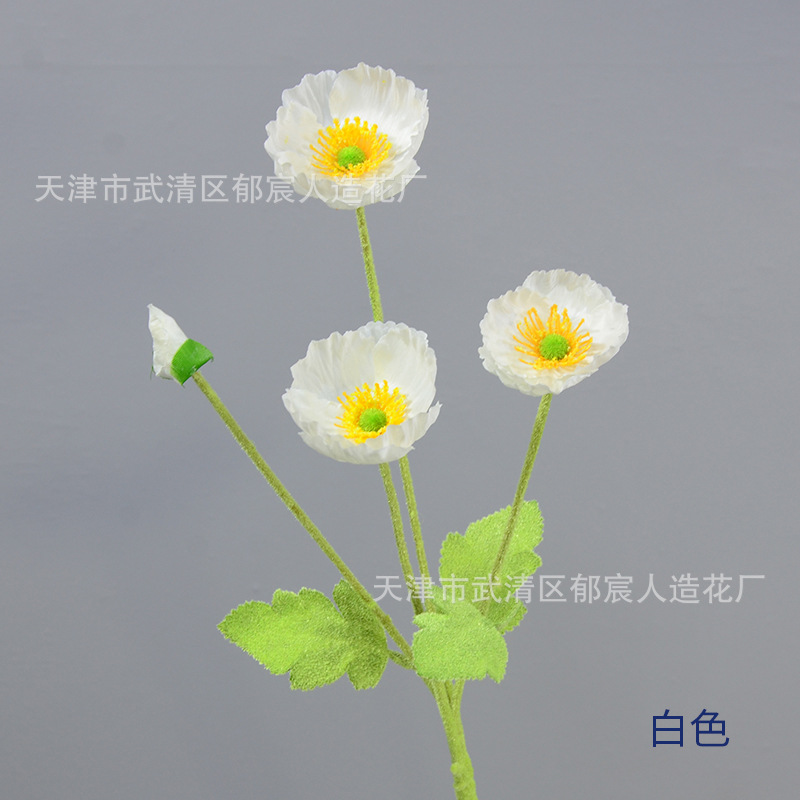 화이트