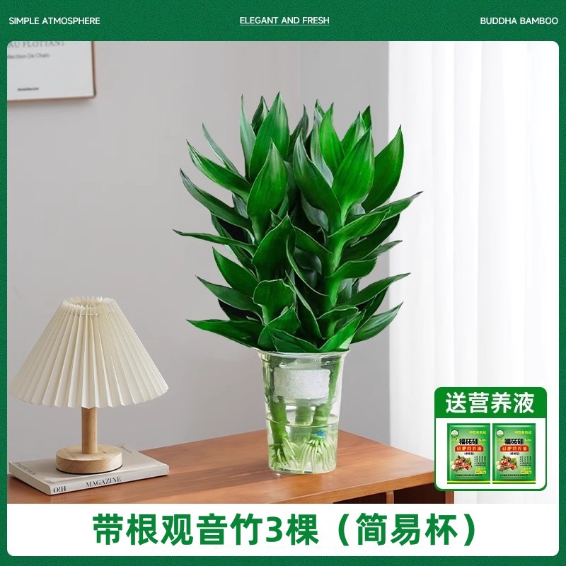 관음대나무 3그루 [간이컵] 무료 영양액