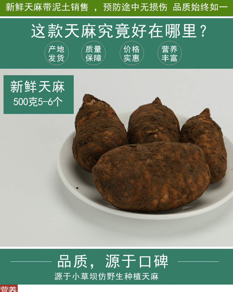 Fresh Gastrodia Root Yunnan Xiaocaoba Tian Ma 500g Wild Grown High Mountain Fresh Dug quality and texture